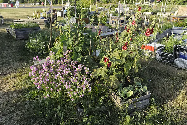 534138 - High beds, made of crate boards, in a community garden, Tempelhofer Freiheit, Berlin, Germany