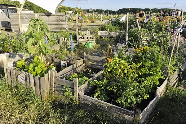 534139 - High beds of crate boards and wooden slats in a community garden, Tempelhofer Freiheit, Berlin, Germany