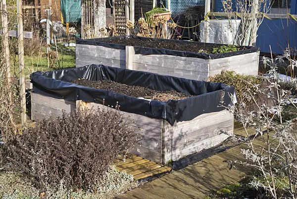 529071 - High beds with black foil in a small winter allotment garden