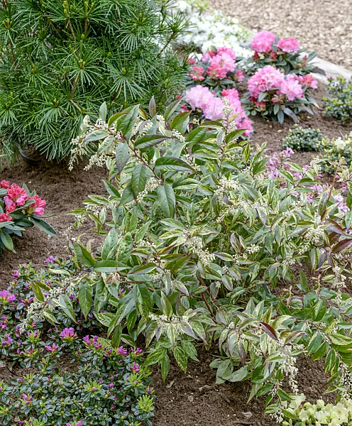 558130 - Highland doghobble (Leucothoe fontanesiana 'Rainbow')