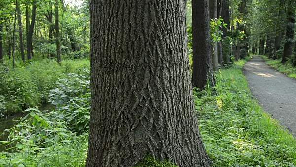 510075 - Hiking trail in Spreewald Biosphere Reserve, Germany