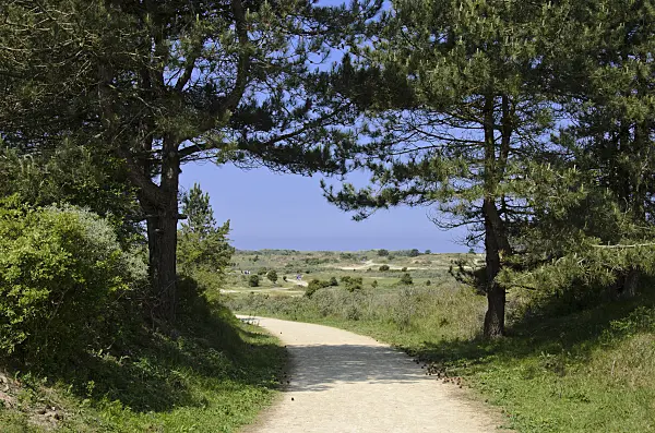 533577 - Hikking path in Zuid-Kennemerland National Park, Netherlands