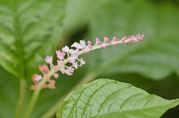 537010 - Hilleria latifolia