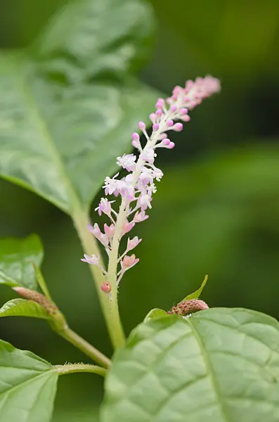 537011 - Hilleria latifolia
