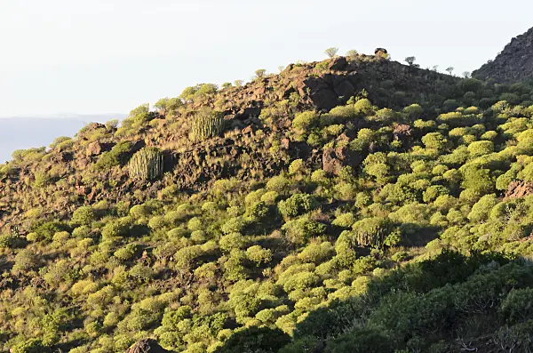 564092 - Hillside with spurges (Euphorbia), Gran Canaria, Spain