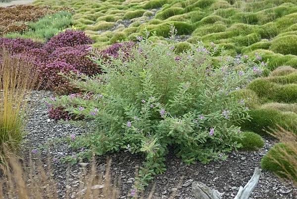 502227 - Himalaja-Indigostrauch (Indigofera heterantha syn. Indigofera gerardiana)