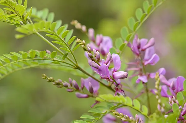 521521 - Himalaja-Indigostrauch (Indigofera heterantha syn. Indigofera gerardiana)