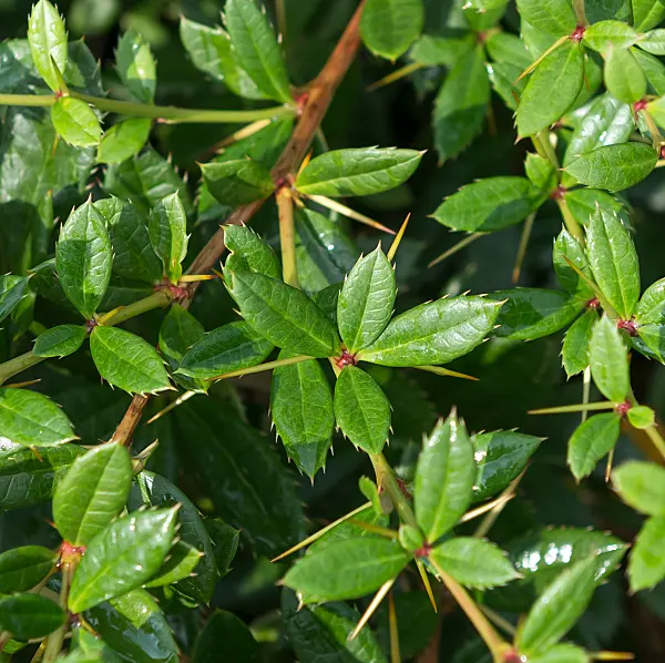 664052 - Himalaya-Berberitze (Berberis hookeri)