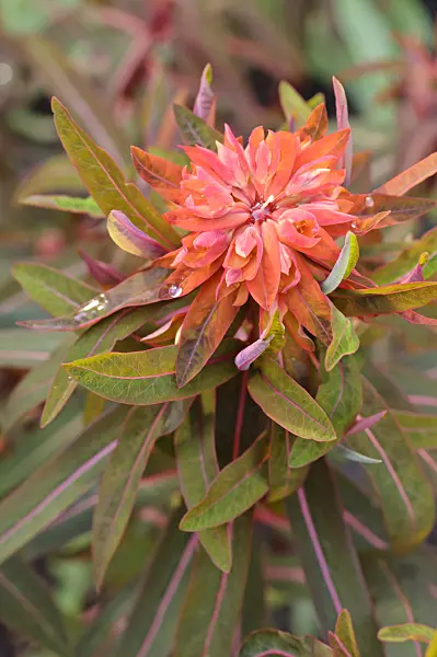 471234 - Himalaya-Wolfsmilch (Euphorbia griffithii 'Fireglow')