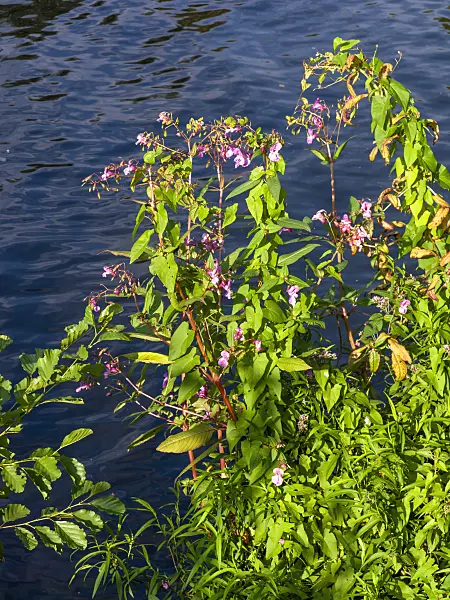 441013 - Himalayan balsam (Impatiens glandulifera)