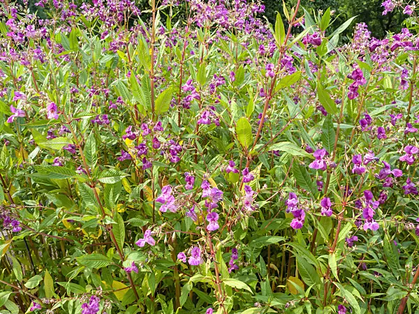 462194 - Himalayan balsam (Impatiens glandulifera)
