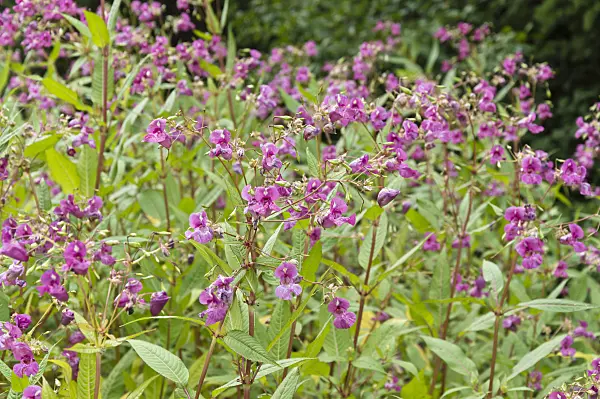 510177 - Himalayan balsam (Impatiens glandulifera)