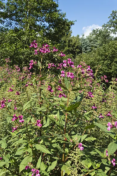 511063 - Himalayan balsam (Impatiens glandulifera)