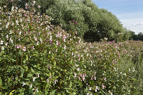511065 - Himalayan balsam (Impatiens glandulifera)