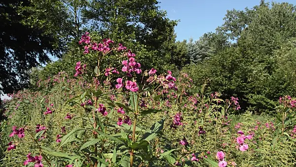 511068 - Himalayan balsam (Impatiens glandulifera)