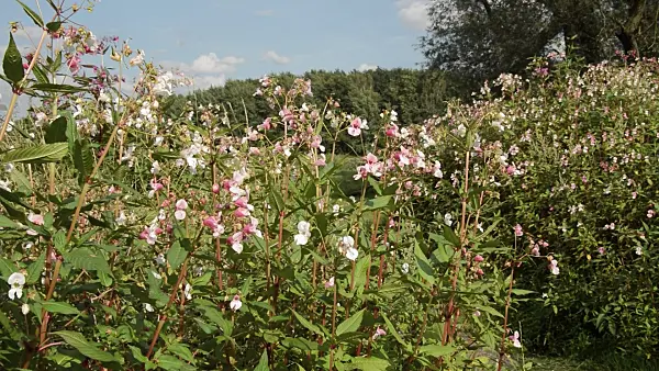511070 - Himalayan balsam (Impatiens glandulifera)
