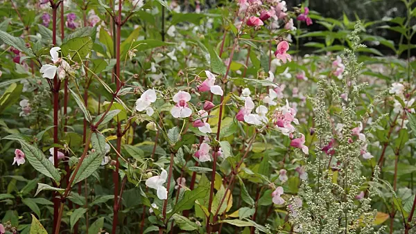 511071 - Himalayan balsam (Impatiens glandulifera)
