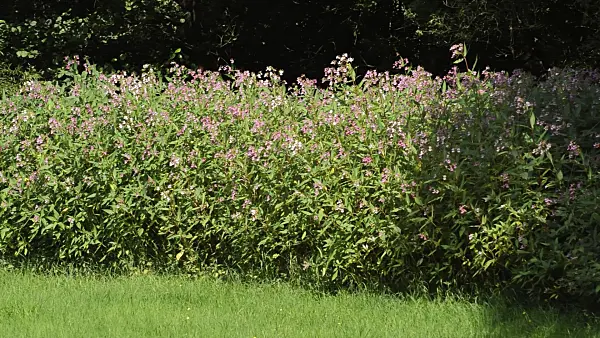 511218 - Himalayan balsam (Impatiens glandulifera)