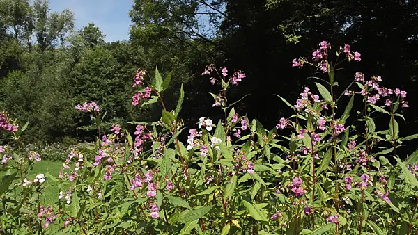 511219 - Himalayan balsam (Impatiens glandulifera)