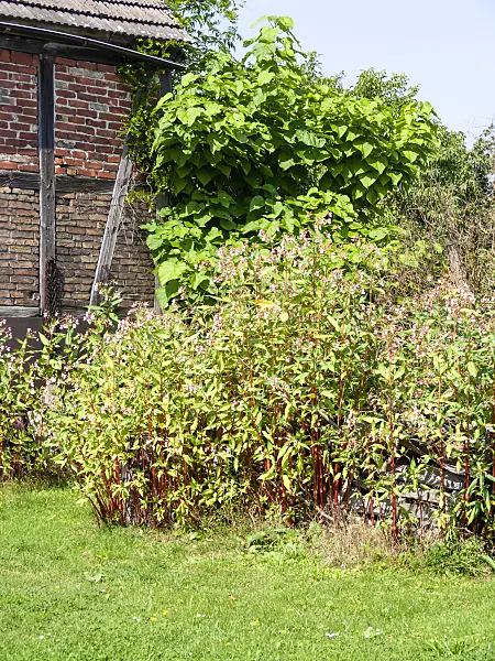 513098 - Himalayan balsam (Impatiens glandulifera)