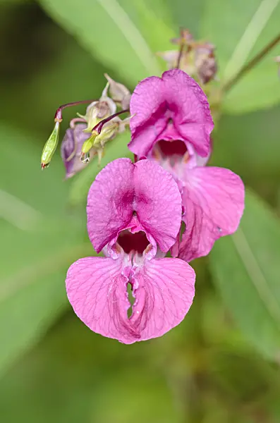 536151 - Himalayan balsam (Impatiens glandulifera)