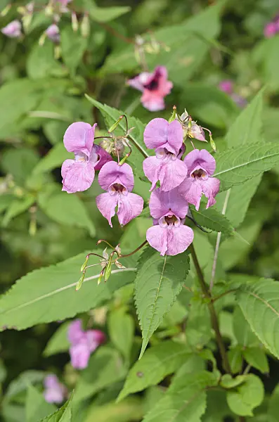 536157 - Himalayan balsam (Impatiens glandulifera)