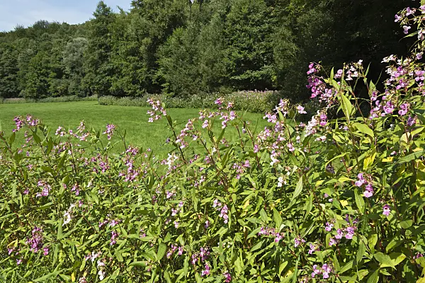 511190 - Himalayan balsam (Impatiens glandulifera), Neandertal Nature Reserve, Germany
