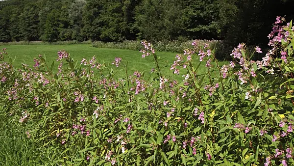 511221 - Himalayan balsam (Impatiens glandulifera), Neandertal Nature Reserve, Germany