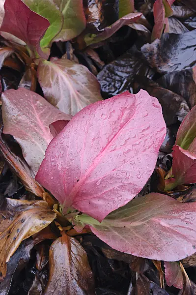 467021 - Himalayan bergenia (Bergenia stracheyi)