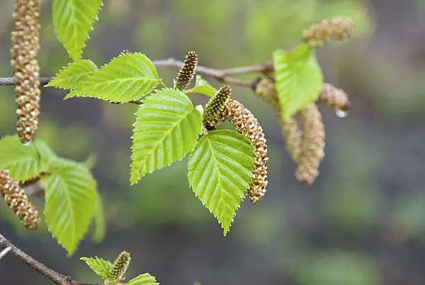 502120 - Himalayan birch (Betula utilis 'Doorenbos')