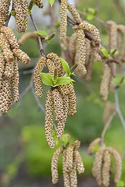 502121 - Himalayan birch (Betula utilis 'Doorenbos')