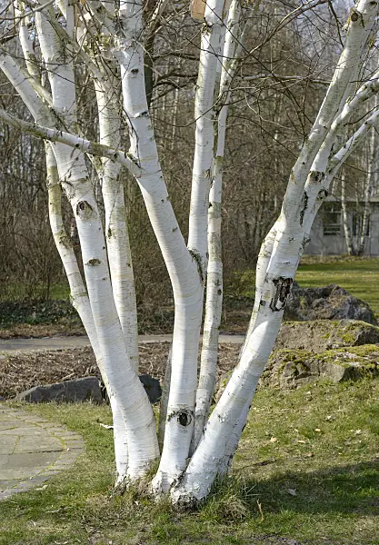 558035 - Himalayan birch (Betula utilis 'Doorenbos')