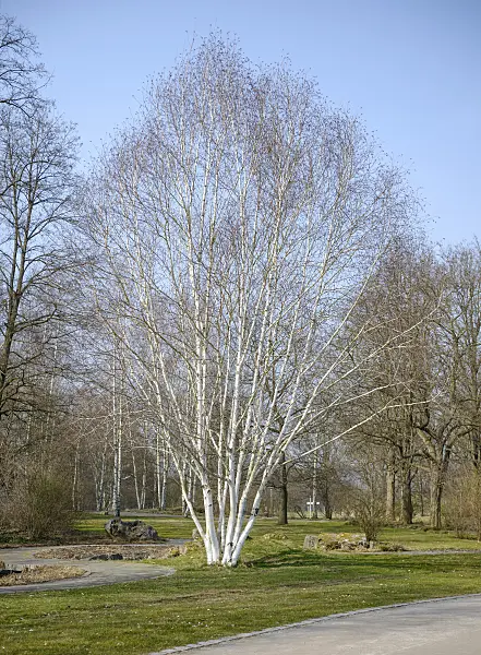 558036 - Himalayan birch (Betula utilis 'Doorenbos')