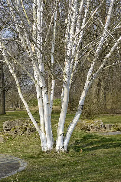 558037 - Himalayan birch (Betula utilis 'Doorenbos')