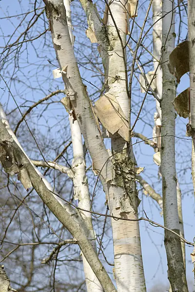 558038 - Himalayan birch (Betula utilis 'Doorenbos')