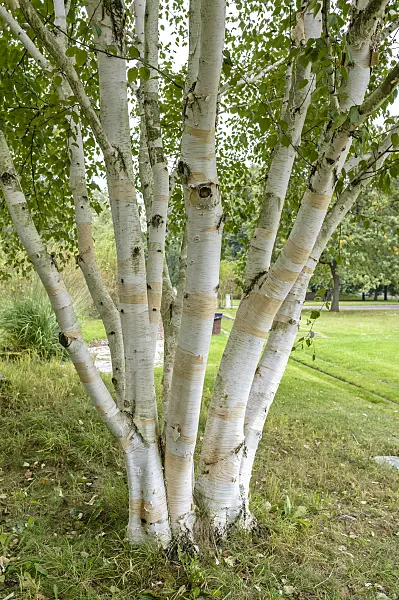 593038 - Himalayan birch (Betula utilis 'Doorenbos')