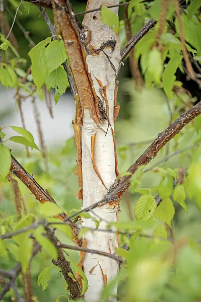 547088 - Himalayan birch (Betula utilis 'Fascination')