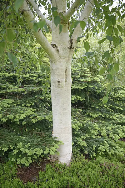 547089 - Himalayan birch (Betula utilis 'Grayswood Ghost')