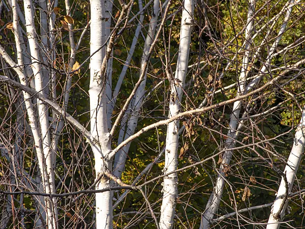 443081 - Himalayan birch (Betula utilis var. jacquemontii)