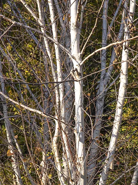 443082 - Himalayan birch (Betula utilis var. jacquemontii)