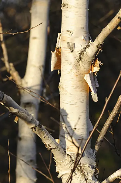 479010 - Himalayan birch (Betula utilis var. jacquemontii)