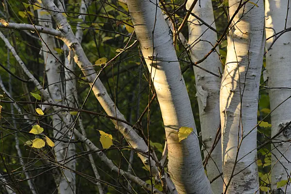 489075 - Himalayan birch (Betula utilis var. jacquemontii)