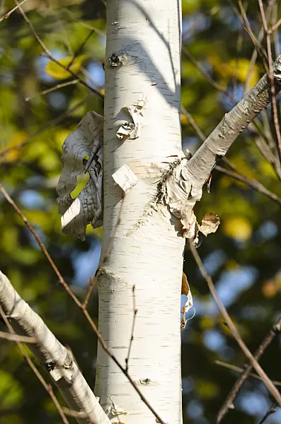 501177 - Himalayan birch (Betula utilis var. jacquemontii)