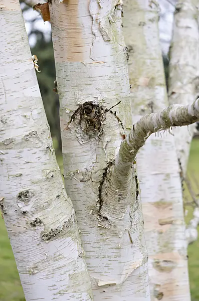 529067 - Himalayan birch (Betula utilis var. jacquemontii)