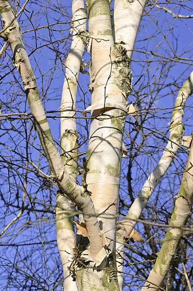 529092 - Himalayan birch (Betula utilis var. jacquemontii)