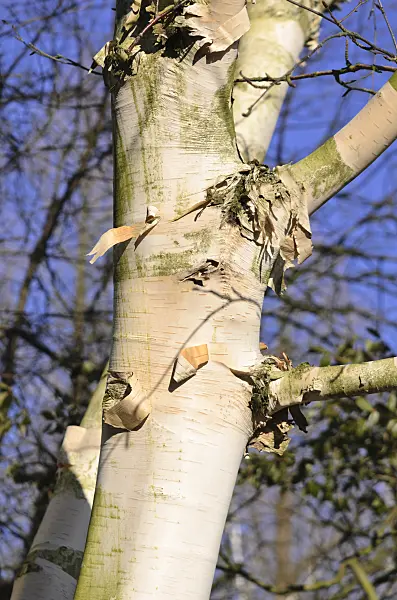 529093 - Himalayan birch (Betula utilis var. jacquemontii)