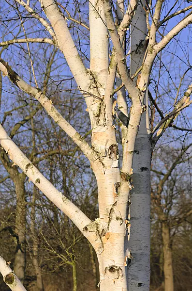 529103 - Himalayan birch (Betula utilis var. jacquemontii)