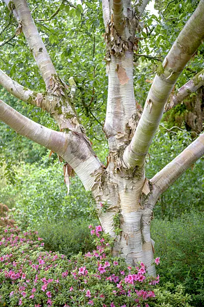 547091 - Himalayan birch (Betula utilis var. jacquemontii)