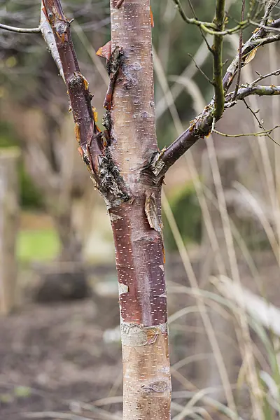625130 - Himalayan birch (Betula utilis 'Wakehurst Place Chocolate')