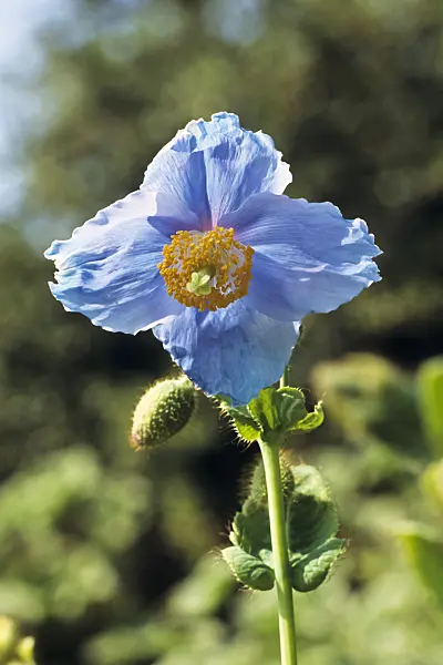 390053 - Himalayan blue poppy (Meconopsis betonicifolia)
